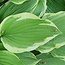 Hosta Shogun