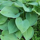 Hosta Susan