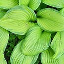 Hosta Stained Glass