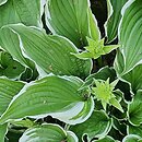 Hosta Crispula
