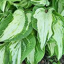 Hosta Allegan Fog