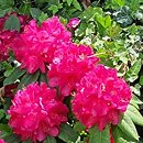 Rhododendron hort. America