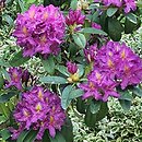Rhododendron hort. Libretto
