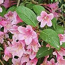 Weigela Rumba