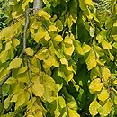 Fagus sylvatica s.str. Aurea Pendula