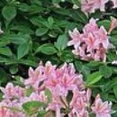 Rhododendron hort. Reve d'Amour