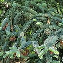 Abies procera Glauca
