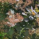 Cotinus coggygria Grace