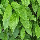 Forsythia viridissima Kumson