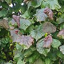 Corylus avellana Red Baron