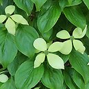 Cornus kousa var. kousa Weaver's Weeping