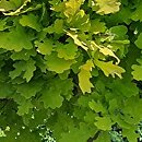 Quercus robur Concordia