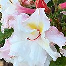 Rhododendron hort. Jack A. Sand