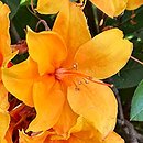 Rhododendron hort. Diorama