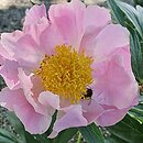 Paeonia lactiflora Holbein