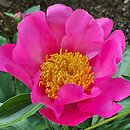 Paeonia lactiflora Thoma