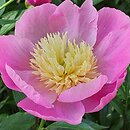 Paeonia lactiflora Władysława