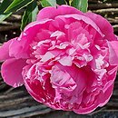 Paeonia lactiflora Mons Jules Elie