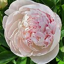 Paeonia lactiflora Florence Nicholls