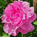 Paeonia lactiflora Guidon