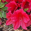 Rhododendron hort. Arabesk