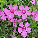 Phlox subulata Zwergenteppich