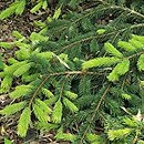 Picea pungens Kórnik 2000