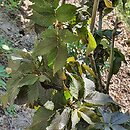 Sambucus nigra Black Tower