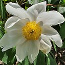Paeonia lactiflora Whitleyi Major