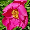 Paeonia lactiflora Schwindt