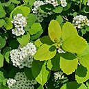 Spiraea betulifolia Tor Gold