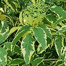 Sambucus nigra Naomi