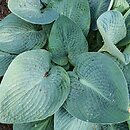 Hosta Blue Vison