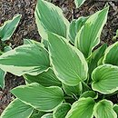 Hosta Moerheim