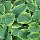 Hosta Fortunei Aureomarginata