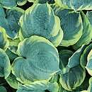 Hosta Pizzazz