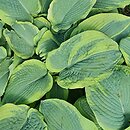 Hosta sieboldiana Frances Williams