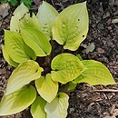 Hosta Fire Island