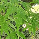 Acer negundo Tadeusz Szymanowski