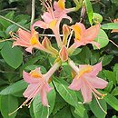 Rhododendron hort. Bijou des Amateurs