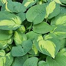 Hosta Island Charm