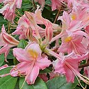 Rhododendron hort. Domenico Scassi