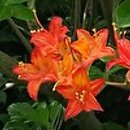 Rhododendron hort. Directeur Charles Baumann