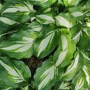 Hosta Undulata Univittata