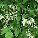 Philadelphus Starbright