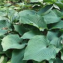 Hosta True Blue