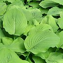 Hosta Blue and Gold