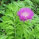 Centaurea dealbata Steenbergii