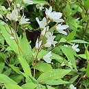 Deutzia gracilis Nikko