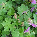 Geranium ×cantabrigense Cambridge